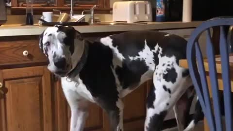 THE GREAT DANE Dog Video 133 - Great Dane Compilation - Tallest Dog in The World