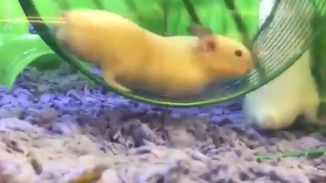 Hamster Gets Stuck In Running Wheel