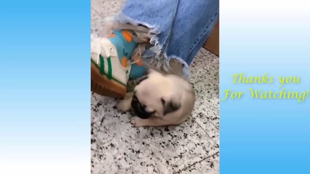 Funny Cat and Dog compilation!!