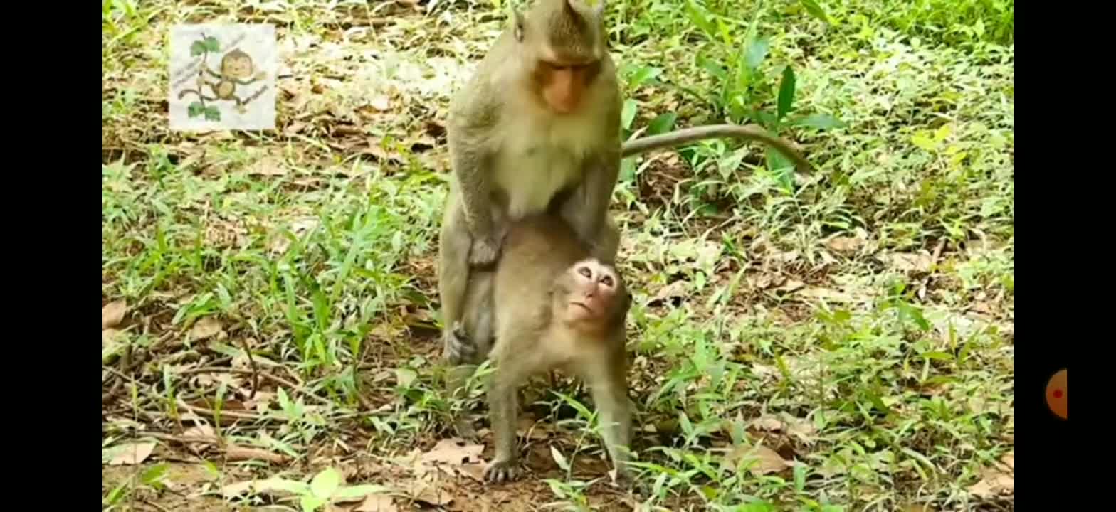 naughty little monkey