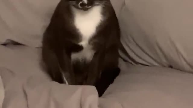 Look Into her Green Eyes and Fall into Cats Spell