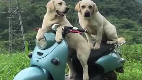 😂Funny dog.funnies&cutest labrador.puppies #- funny dog.videos