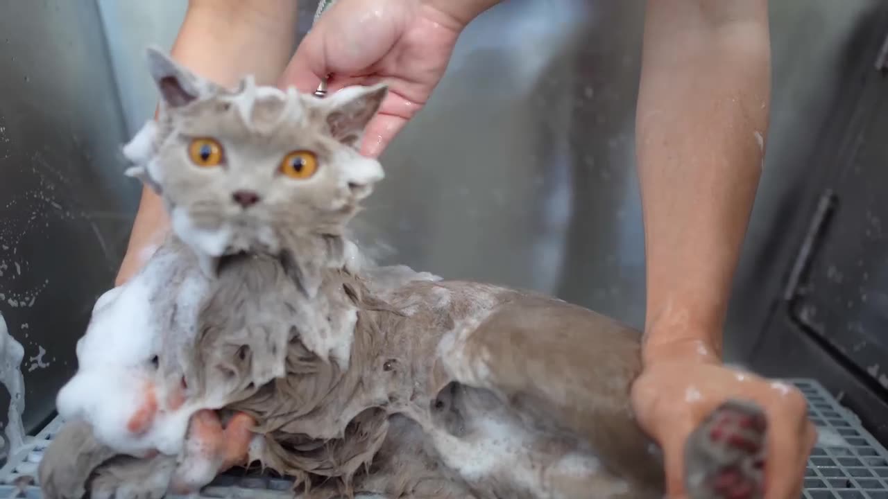 LOVELY CAT WITH ORANGE EYES- Bathing & Grooming