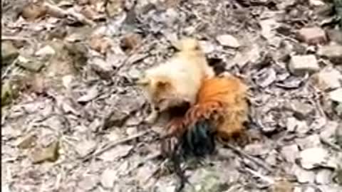 Chicken_VS_Dog_Fight__-__Funny_Dog_Fight_Videos