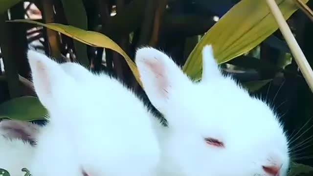 How do Rabbits play with their siblings?