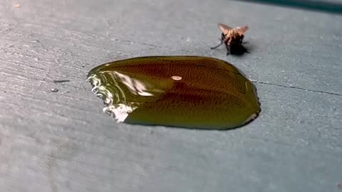 Daring housefly confronts ferocious yellowjacket wasp for cola spill👏🏽