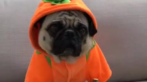 Puppy wearing beautiful orange hoddie and chilling like a thug