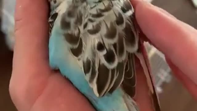 Last minutes of my beloved budgie before he died 😭😭😭