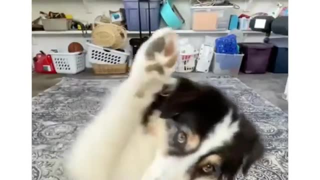 Dog dancing for his favourite song