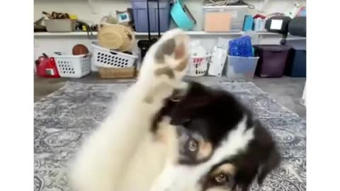 Dog dancing for his favourite song