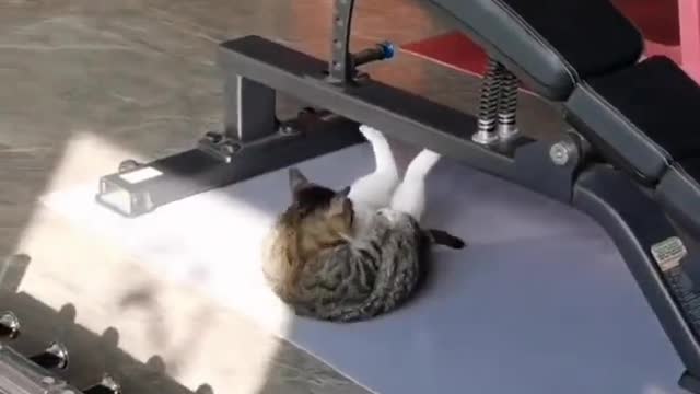 Cat's exercise