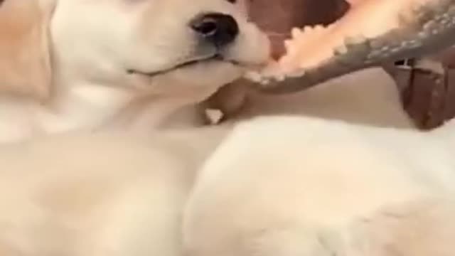 🤣 FUNNY DOGS 🐶 😻 CATS TOP SHORTS CUTEST SUPER PETS ANIMALS _ TRY NOT TO LAUGH 2021- 6