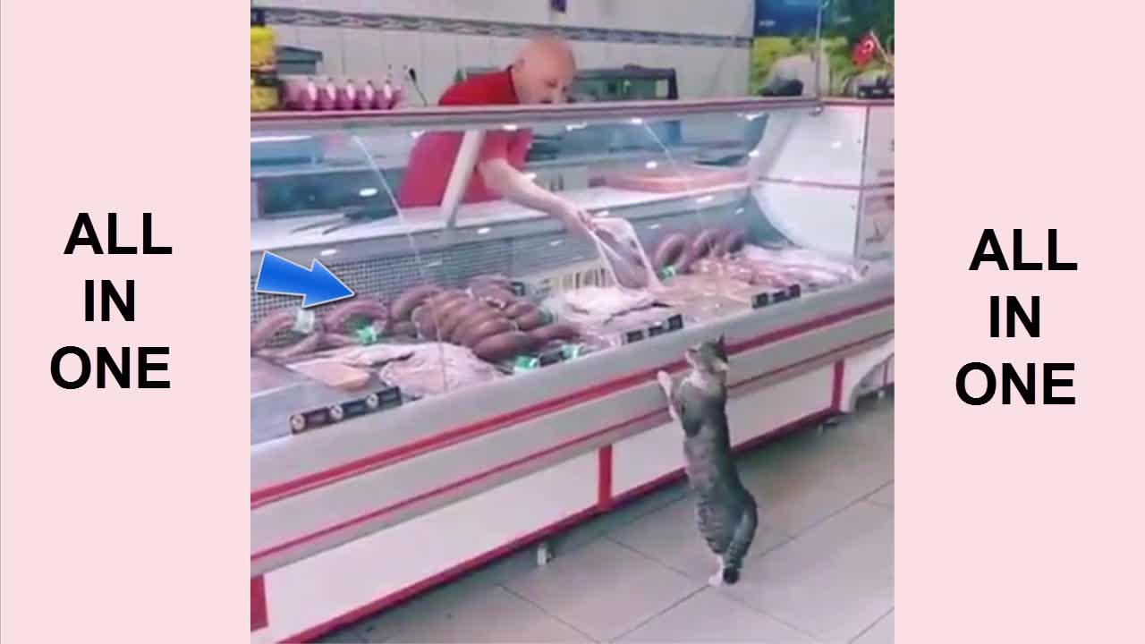 2nd One More Real Humanitarian Feed Stray Cats