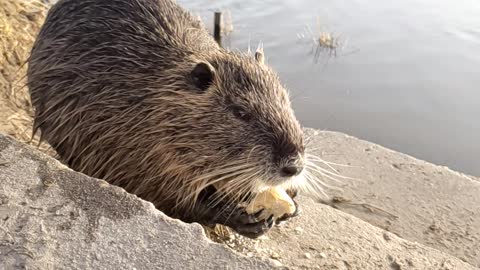 Rodent Making Your Snack