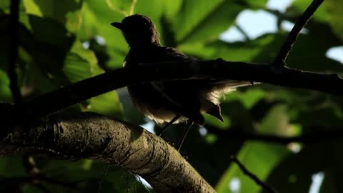 bird in the shadow of a tree