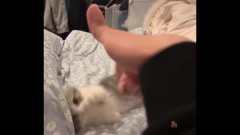 Funniest Animals - Best Of The 2021 Funny Animal Videos #69