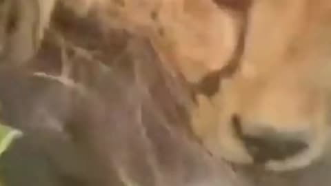 The lion becomes Angry 😠The tiger stole the lion's food 😩 #lionhunting #wildlife #animalfight #hunt