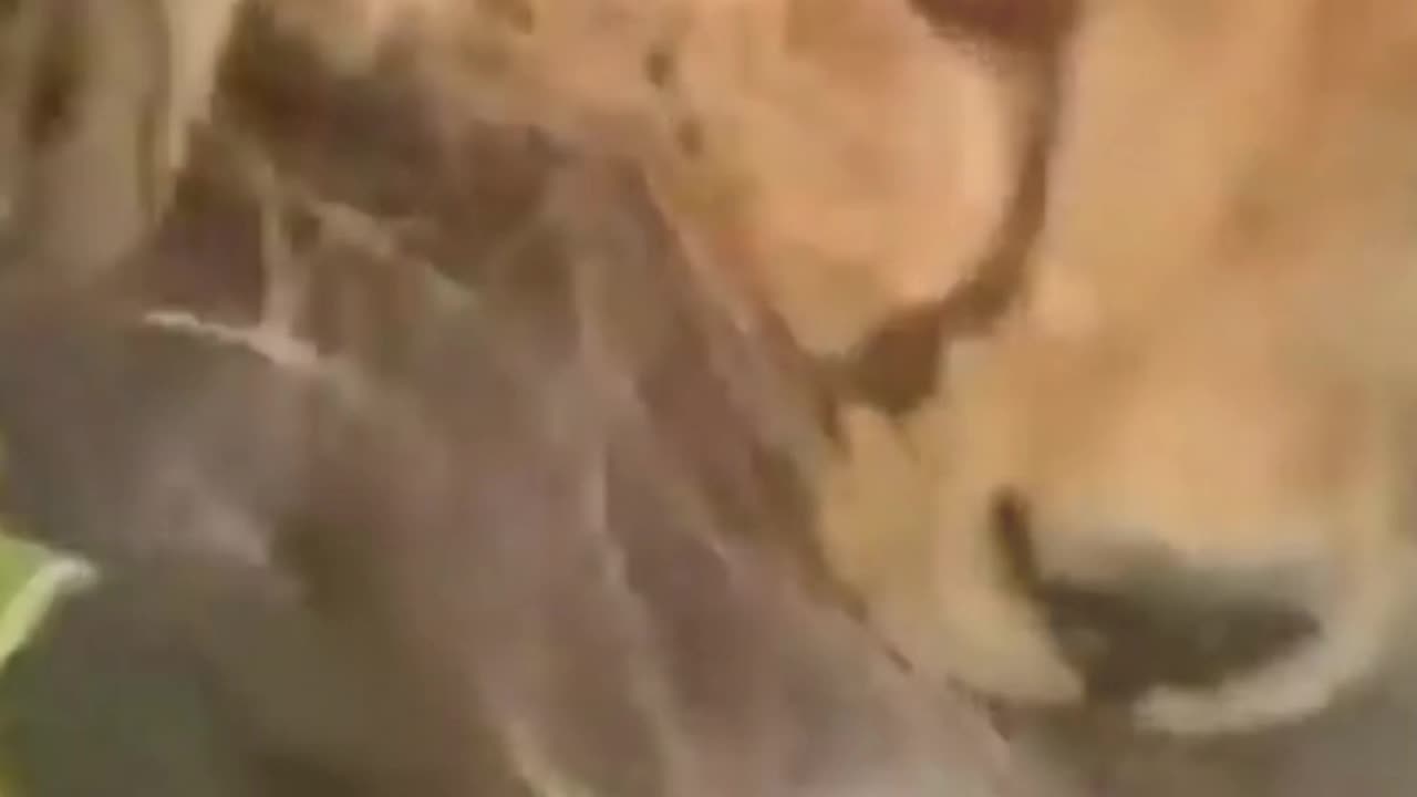 The lion becomes Angry 😠The tiger stole the lion's food 😩 #lionhunting #wildlife #animalfight #hunt