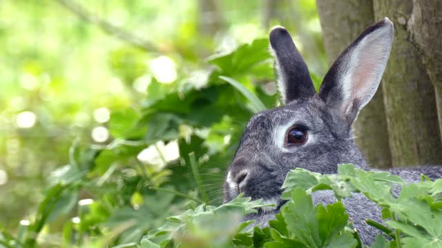 Rabbit hidden among the leaves - nature