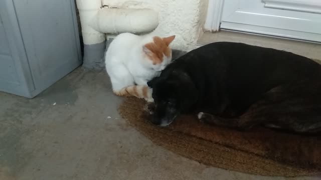 Dog and cat love. Unbelievable !!!