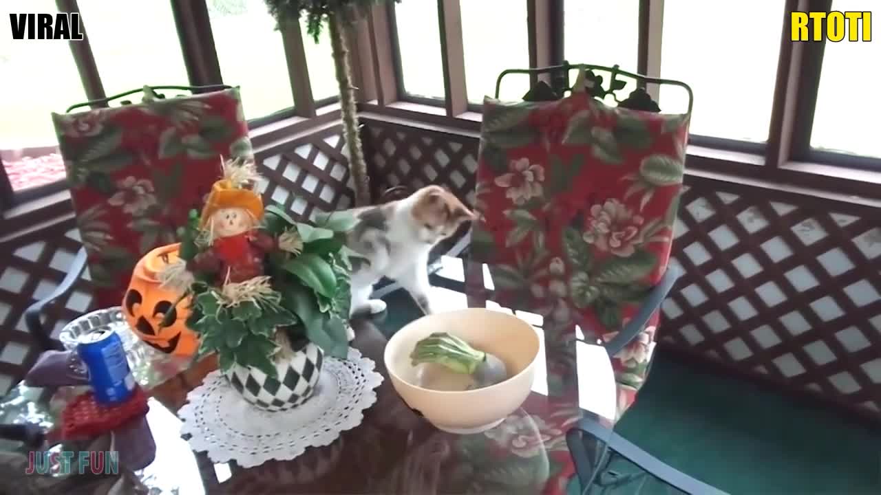 Cat got attacked by skeleton hand (prank)