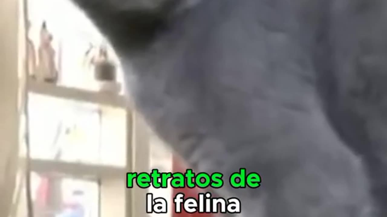 La gata con 4 orejas