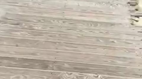 Bitch summer