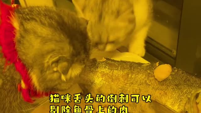 cat daily funny moments part.8