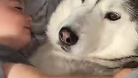 The Full 4 Year Story Of My Husky & Baby Becoming Best Friends