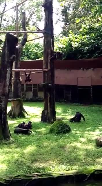 Funny young orangutan pee on her mother