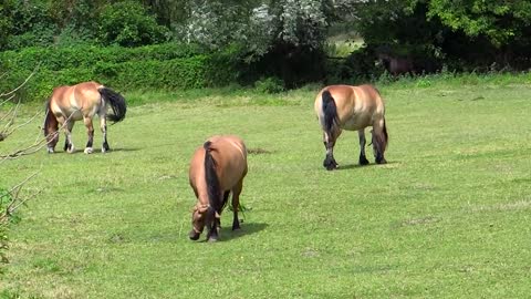 Animal horse lovely ♥️