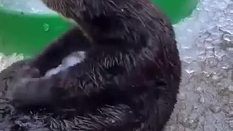 Seal Having Fun With Snow #shorts #shortvideo #video #virals #videoviral