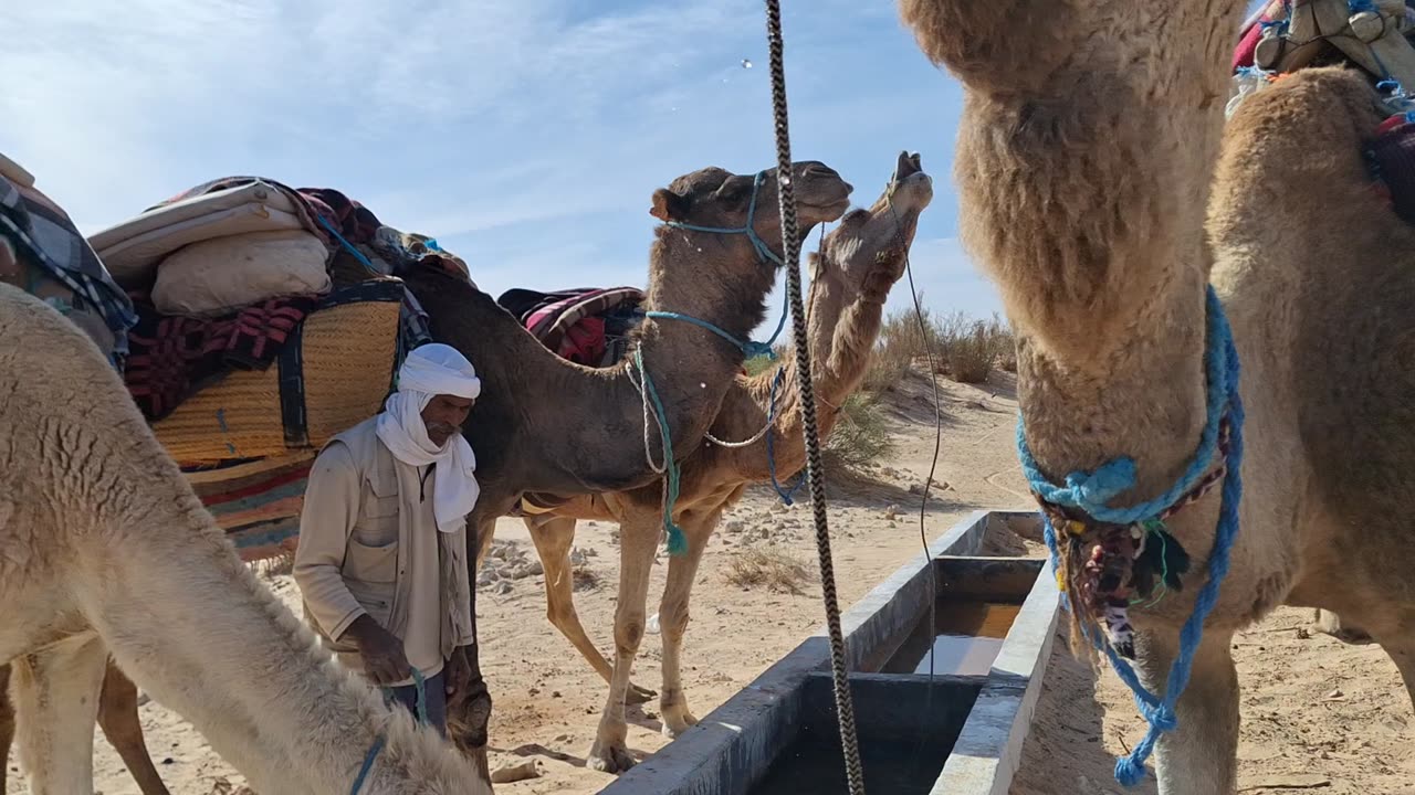 Watering the Camels