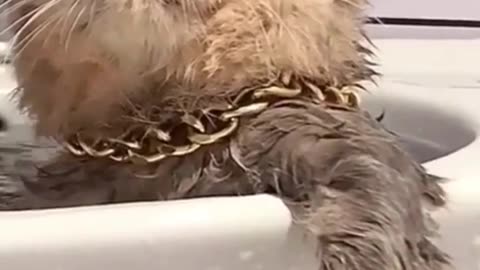 funny cat boss