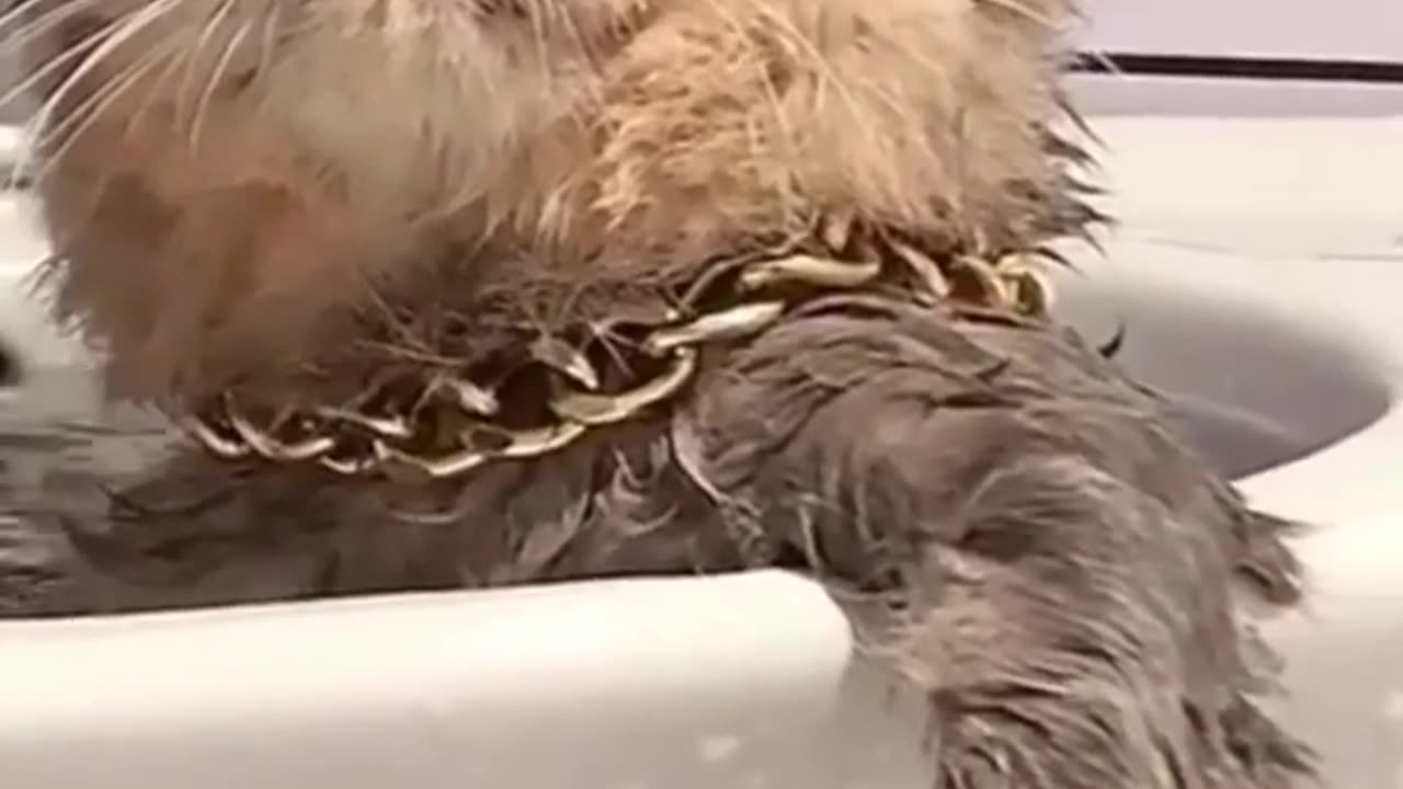 funny cat boss