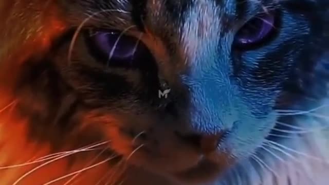 Cat WhatsApp status