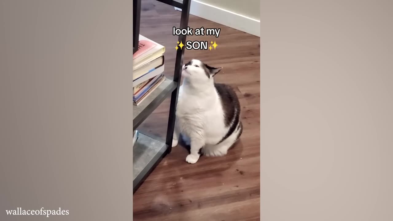 Cat's funny action