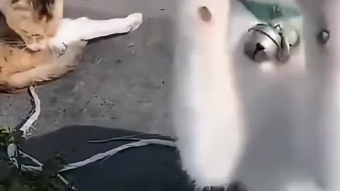 Funny pets