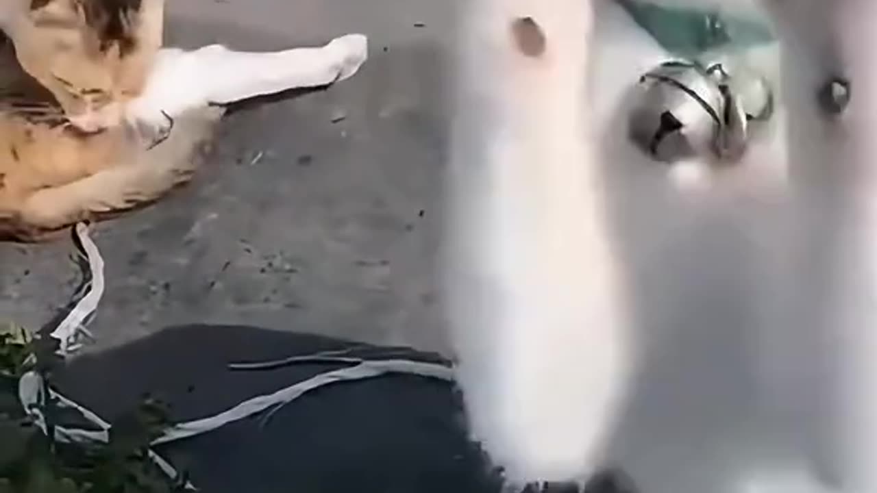 Funny pets