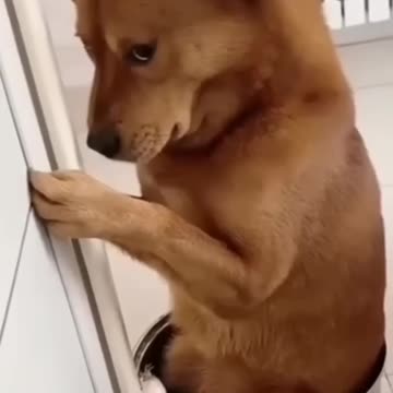 dog funny reels video 🤭Tamil funny video status 😊 trending reel video 😊 comedy status 😝