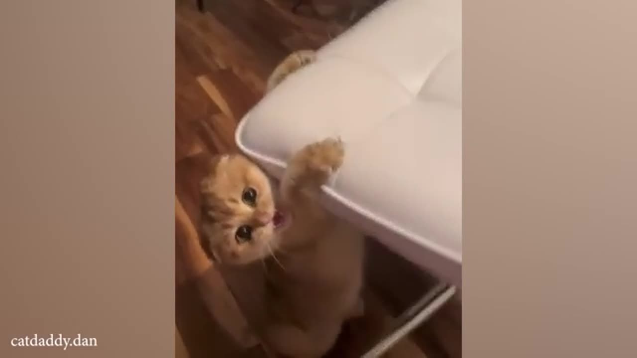 Orange Cats rule the world of Cat Comedy 😹 Best FUNNY Cat Videos 2024