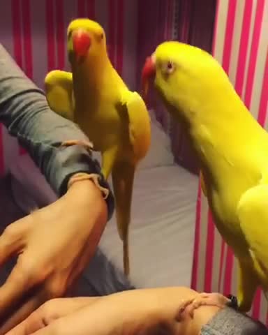 Loro juega a las escondidas con su reflejo