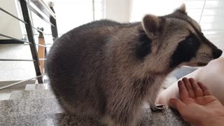 Raccoon eating chicken sitting on the stairs