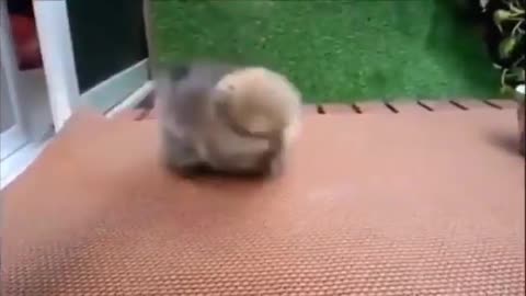 cute and cute puppies video