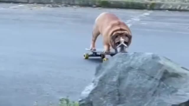 Funny animals.