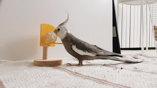 White-Faced Cockatiel Plays Basketball