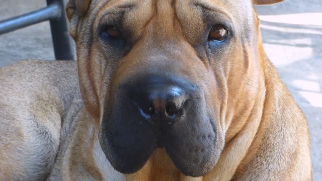 Red Shar Pei Dog Puppy Animal Summer Person