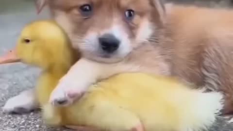 Loving pets..
