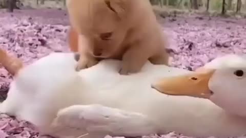 puppy duck relationship