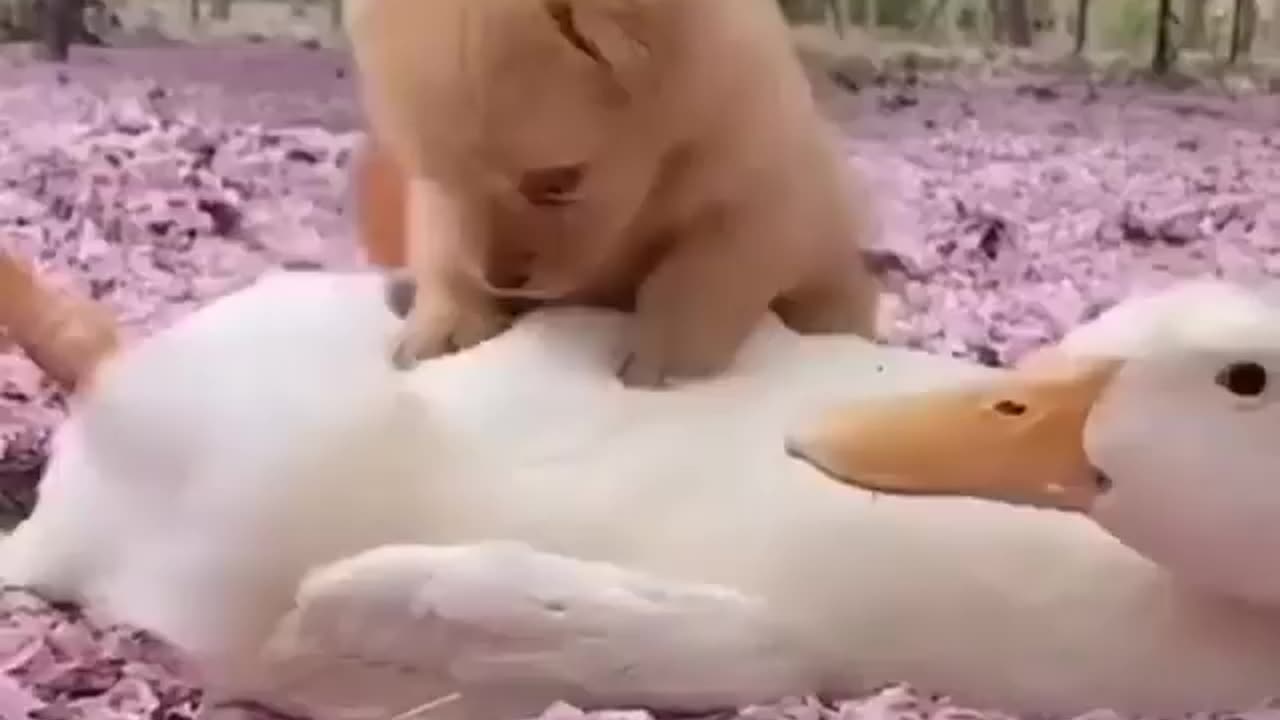 puppy duck relationship